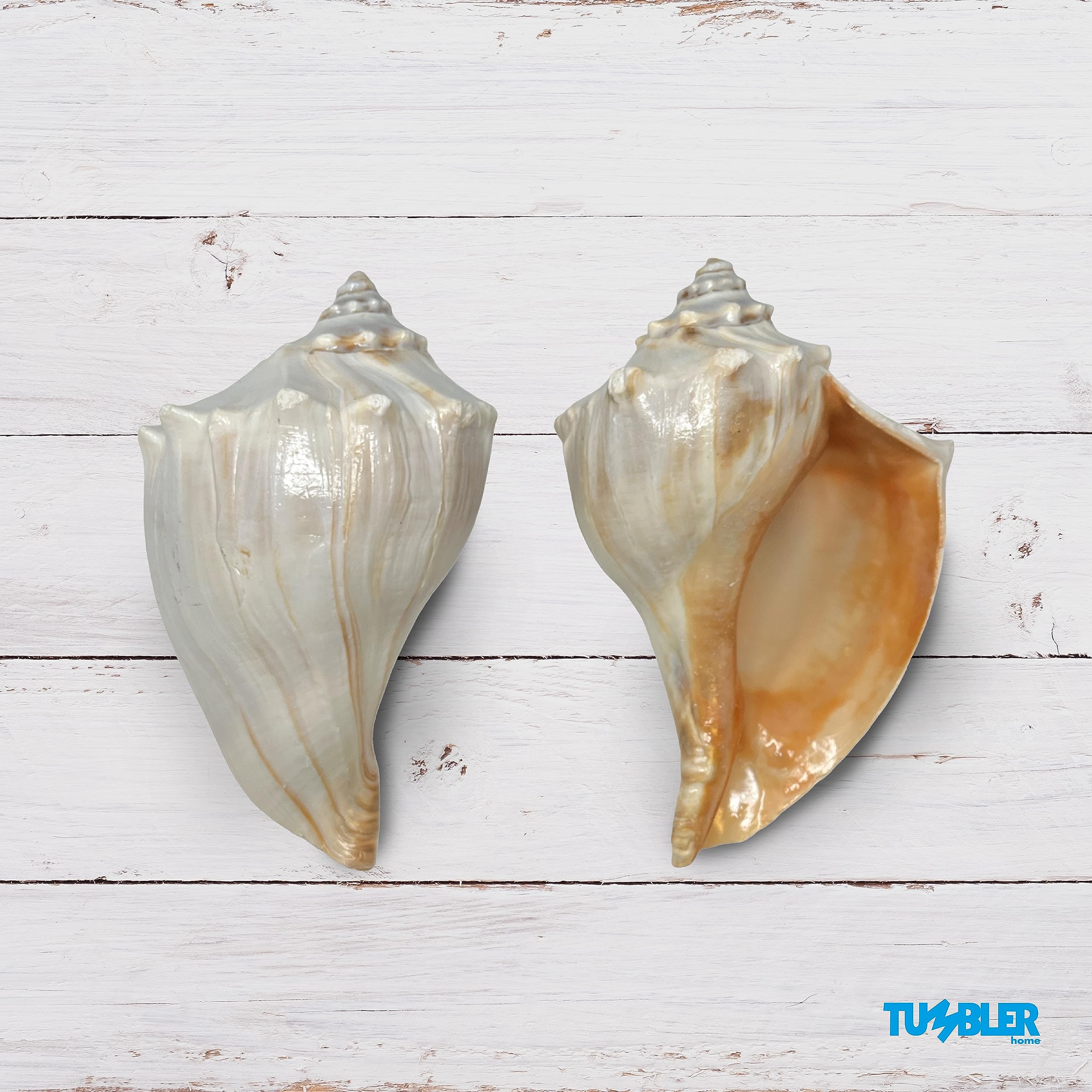 置物 atrantic whelk shell Atlantic Whelk Seashell - Medium to Large Shells